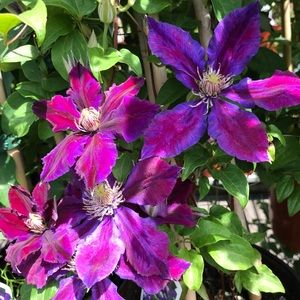 Meet your Posher, Audrey